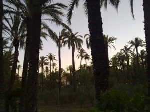 Amanece en el huerto de palmeras Amanece en el huerto de palmeras