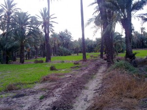 Barro y brotes verdes en el huerto de palmeras Arranca el día con barro y brotes verdes en el huerto de palmeras