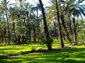 Brotes verdes en el huerto de palmeras El espectáculo de la primavera de invierno en las palmeras