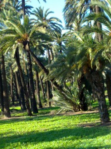 Brotes verdes en el palmeral Brotes verdes en el Palmeral de Elche