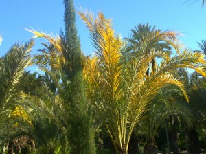 Distinos colores de las hojas y ramas de palmera Distinos colores de las hojas y ramas de palmera