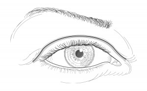 El ojo de raza blanca, dibujo