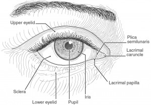 El ojo de raza negra, dibujo anatómico
