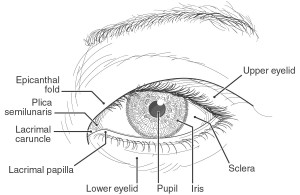 El ojo oriental, dibujo anatómico