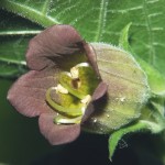 atropa belladonna 5_redimensionar Bayas de atropa belladonna